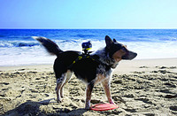 Sony 索尼 HDR-AS30VD 运动摄像机 狗狗视角套装