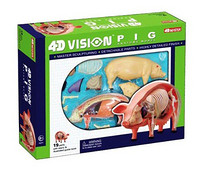 4D MASTER 动物解剖拼装模型 猪模型