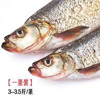 丹江口爱心鲌鱼 每条重3-3.5斤