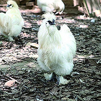 泰和乌鸡 农家散养新鲜母鸡