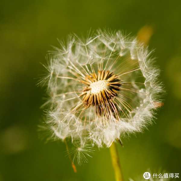 TAMRON 腾龙 SP AF 180mm f/3.5 Macro(B01)长焦微距镜头