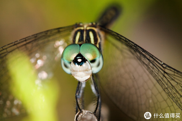 TAMRON 腾龙 SP AF 180mm f/3.5 Macro(B01)长焦微距镜头