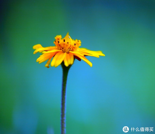 TAMRON 腾龙 SP AF 180mm f/3.5 Macro(B01)长焦微距镜头