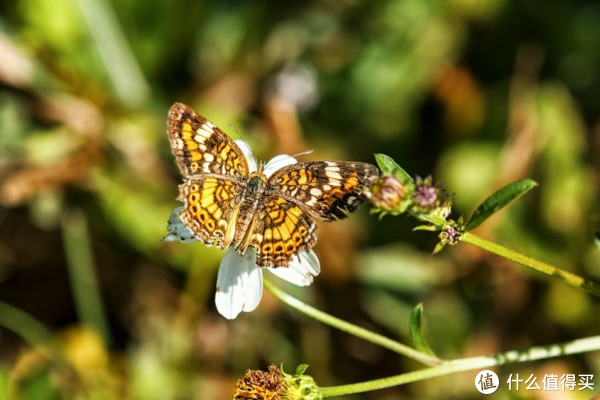 TAMRON 腾龙 SP AF 180mm f/3.5 Macro(B01)长焦微距镜头