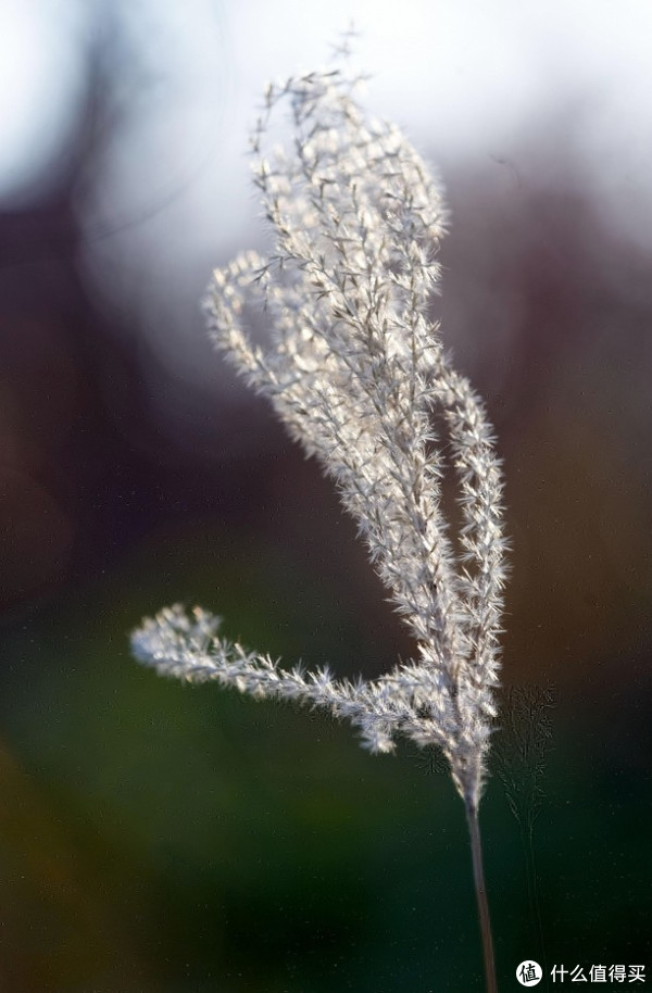 TAMRON 腾龙 SP AF 180mm f/3.5 Macro(B01)长焦微距镜头