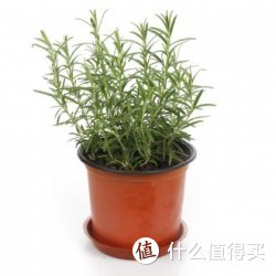天美康 盆栽迷迭香