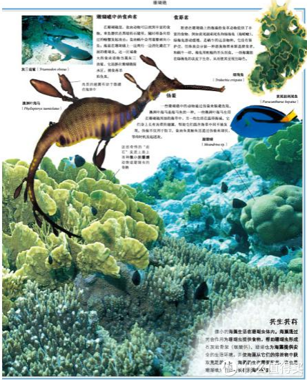 《DK儿童大百科(动物+自然)》(套装共2册)+《最美的自然图鉴:树木》