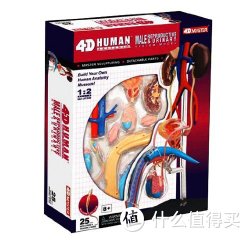 4D MASTER 人体拼装模型（男性）