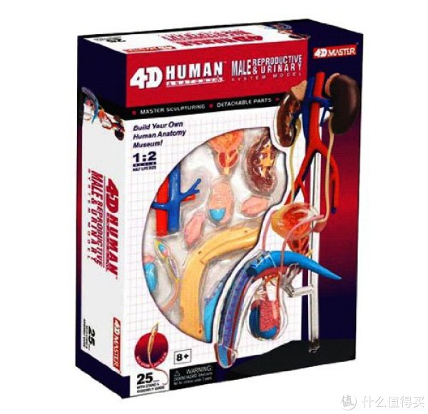 4D MASTER 人体拼装模型(男性)