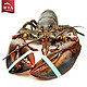 【天猫预售】獐子岛波士顿大龙虾700g左右 进口海鲜原产地加拿大