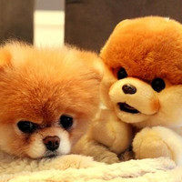 Gund Boo- World's Cutest Dog  毛绒萌犬 8英寸