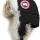 Canada Goose 加拿大鹅 Aviator 帽子