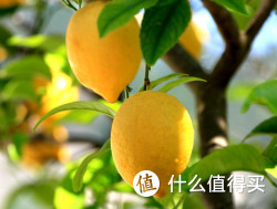 25省预售：美国柠檬 6粒