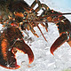 限华北：加拿大 野生龙虾（一只装）450g