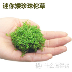 迷你矮珍珠 坨草