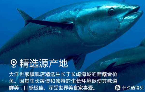 OCEAN FAMILY 大洋世家 日本长崎冰鲜整条蓝鳍金枪鱼60-80公斤 须提前预订