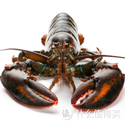 獐子岛 加拿大 鲜活大龙虾 450g