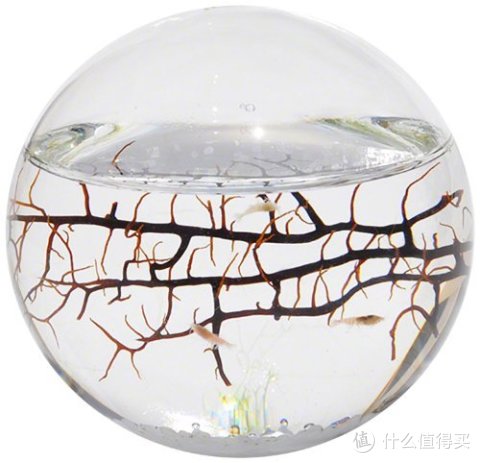 ecosphere 生态球
