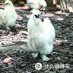 泰和乌鸡 农家散养新鲜母鸡