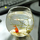 Ocean 圆形玻璃水杯 办公室迷你小鱼缸