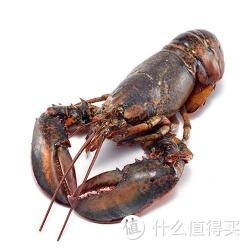 OCEAN FAMILY 大洋世家 波士顿龙虾 500g 盒装