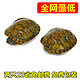 黄金巴西龟彩龟 大乌龟活体宠物龟 水龟招财龟8到24厘米 全品包邮