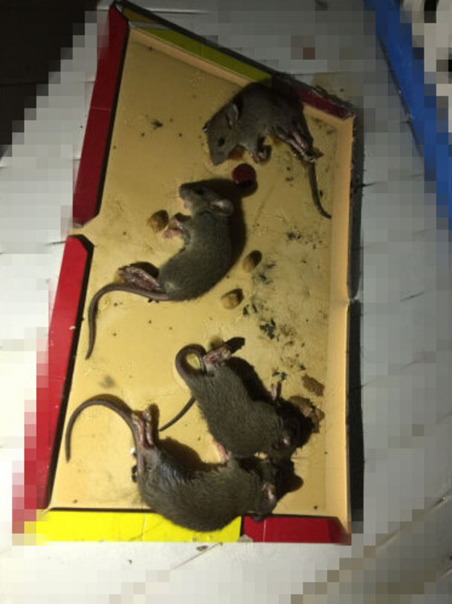 操作简单，纸板硬，胶多特别粘，能抵御大老鼠的拉扯。