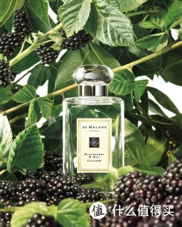 JO MALONE 祖·玛珑 Blackberry & Bay 黑莓与月桂叶 中性古龙淡香水