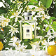 JO MALONE 祖·玛珑 Orange Blossom 橙花 女士古龙淡香水 30ml