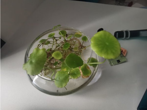  铜钱草盆栽